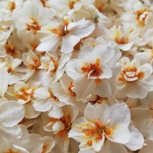 今日のかめら(*^^*)