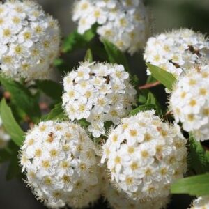 団子下げ＼(^o^)／