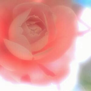 今日のかめら(*^^*)