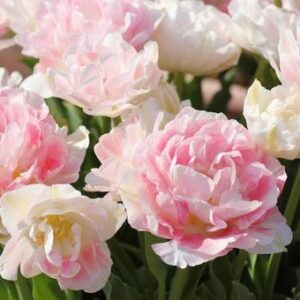 今日のかめら(*^^*)