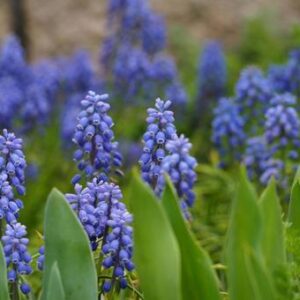 1月生まれの誕生会＼(^o^)／