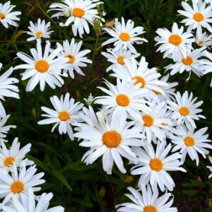 豆まき会＼(^o^)／