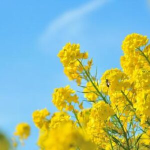 今日のかめら(*^^*)