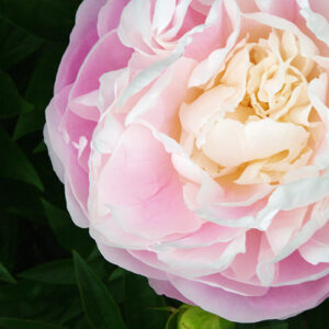 今日のかめら(*^^*)