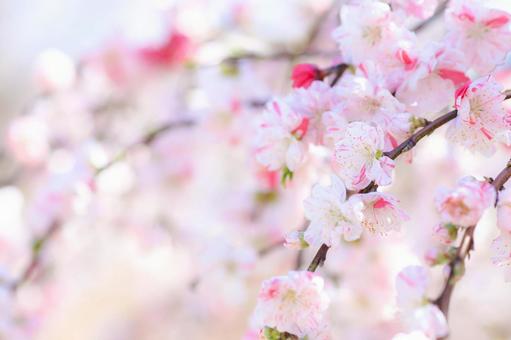 今日のかめら(^^♪