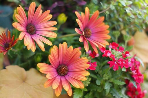 今日のかめら(*^^*)