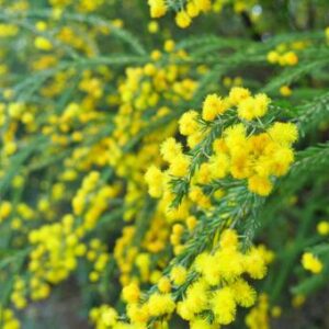 今日のかめら(^^♪