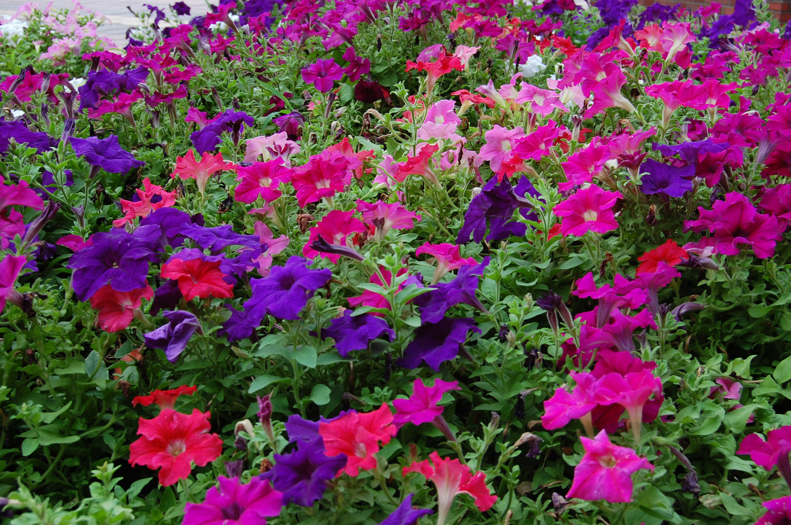 今日のかめら(*^^*)