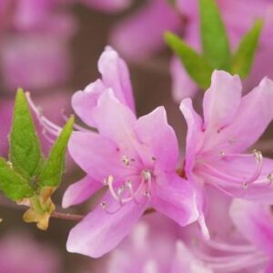 今日のかめら(*^^*)