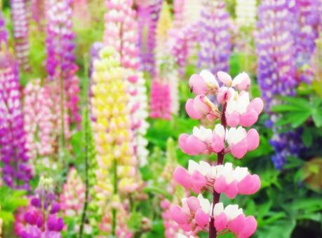 今日のかめら(*^^*)