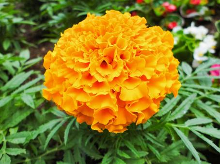 今日のかめら(*^^*)