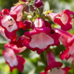 今日のかめら(*^^*)