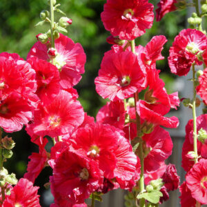 今日のかめら(*^^*)