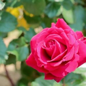 今日のかめら(*^^*)