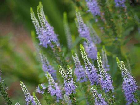 英語遊び＼(^o^)／