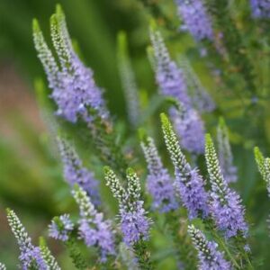 今日のかめら  (*^^*)