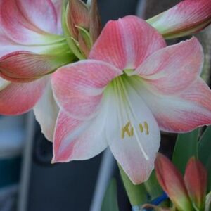 今日のかめら(*^^*)