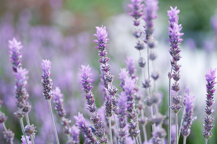 七夕会＼(^o^)／