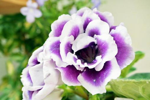 今日のかめら(*^^*)