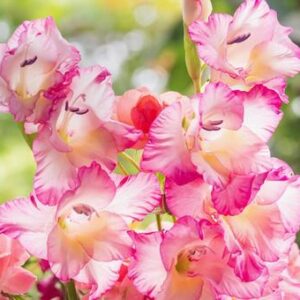 今日のかめら(*^^*)