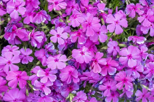 今日のかめら(*^^*)