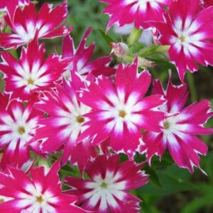 今日のかめら(*^^*)