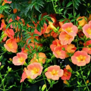 今日のかめら(*^^*)