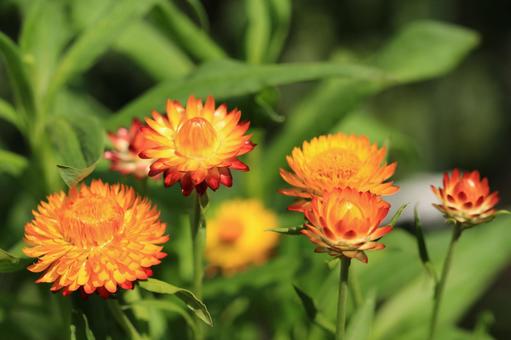 今日のかめら(*^^*)