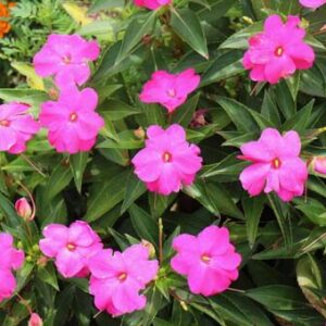 今日のかめら(*^^*)