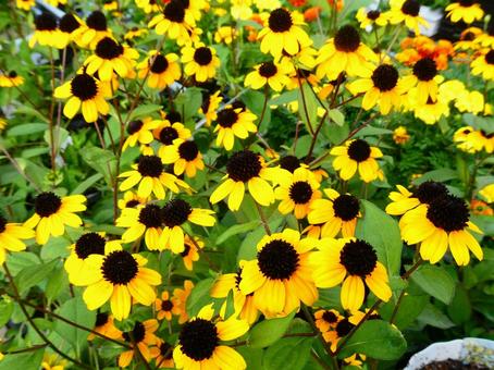 今日のかめら(*^^*)