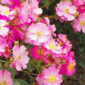 今日のかめら(*^^*)