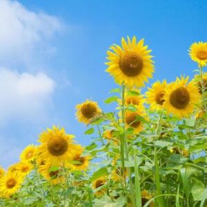 7月の動画( *´艸｀)