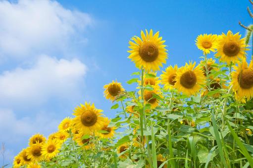 7月の動画( *´艸｀)