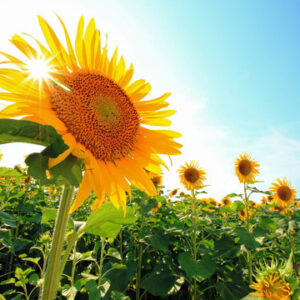 7月のうまれの誕生会＼(^o^)／