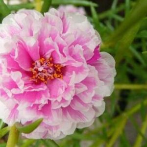 今日のかめら(*^^*)