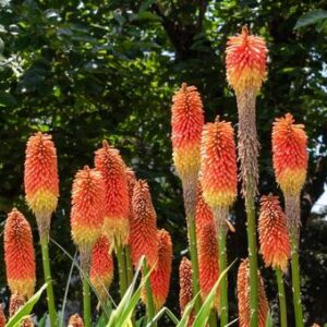 今日のかめら(*^^*)