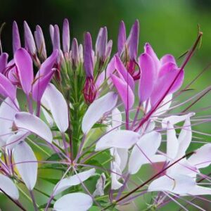 今日のかめら(*^^*)