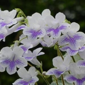 今日のかめら(*^^*)