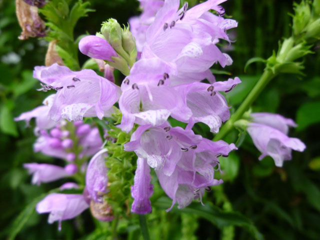 今日のかめら(*^^*)