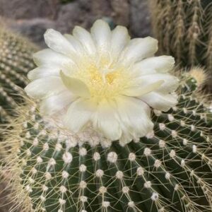 今日のかめら(*^^*)