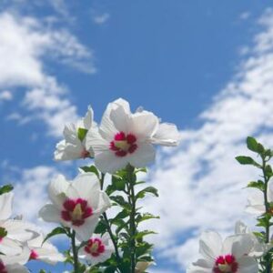 今日のかめら(*^^*)