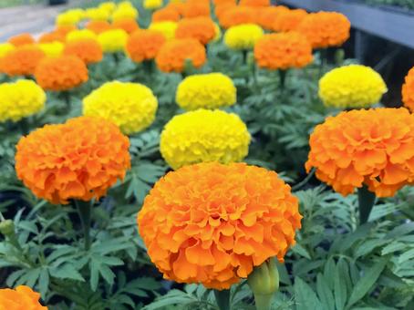 今日のかめら(*^^*)