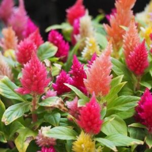 今日のかめら　(*^^*)