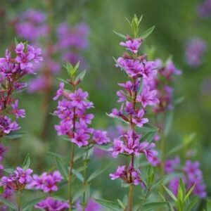 今日のかめら(*^^*)