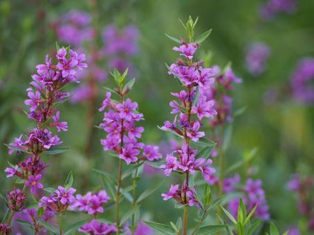 今日のかめら(*^^*)