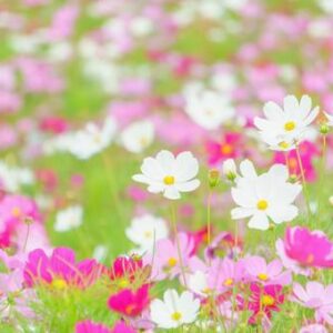 今日のかめら(*^^*)