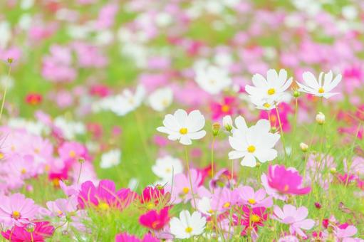 9月の動画( *´艸｀)