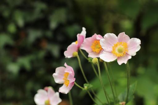 今日のかめら(*^^*)