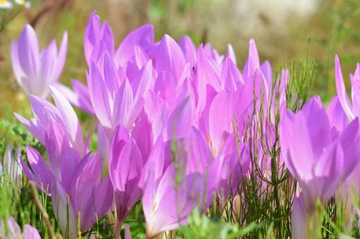 今日のかめら(*^^*)