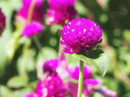 今日のかめら(*^^*)